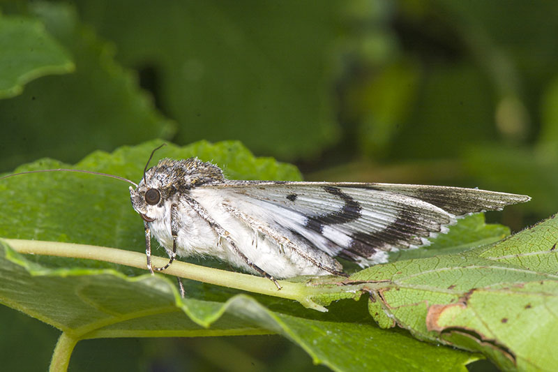 Catocala fraxini - Erebidae